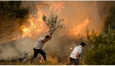 Orman Yangınları için Fidan Bağışı Kampanyası